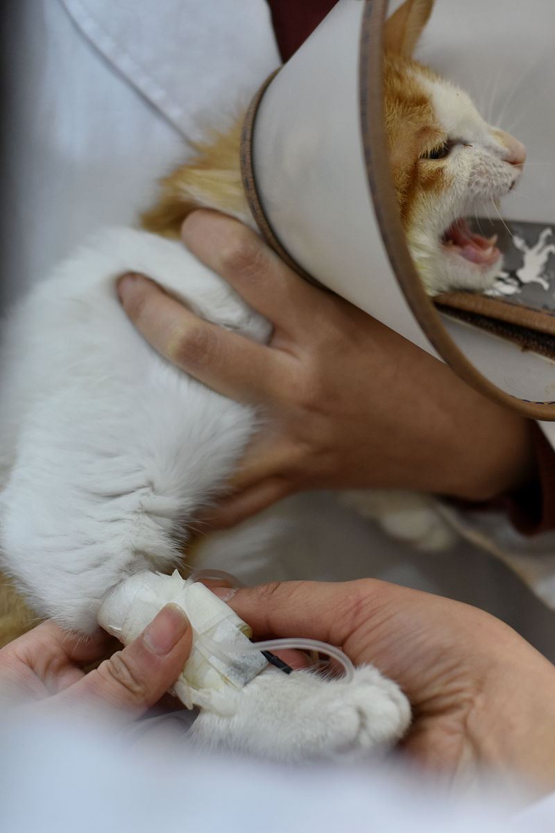猫传腹治疗方法：症状、饮食、药物和病因