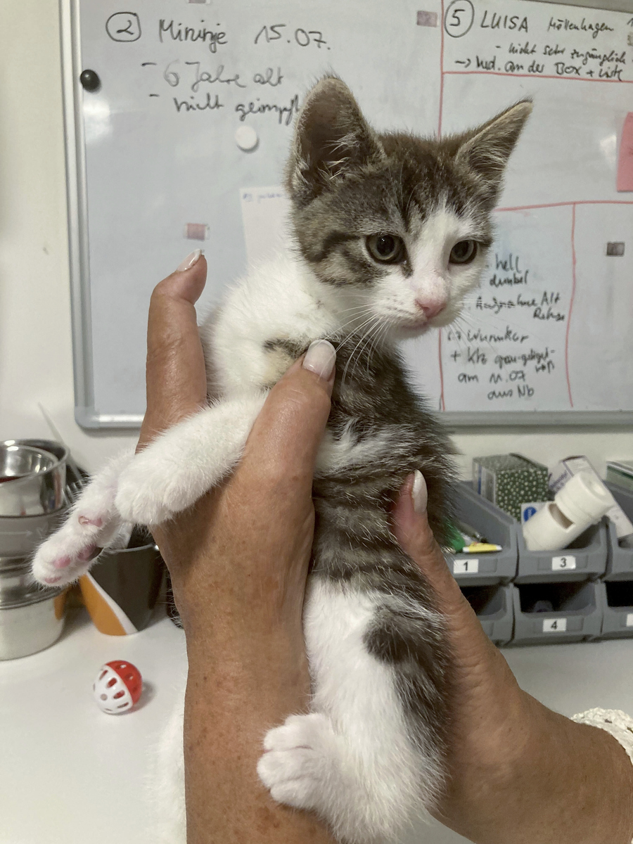 新手养猫指南：避开四大误区，科学撸猫不踩雷！