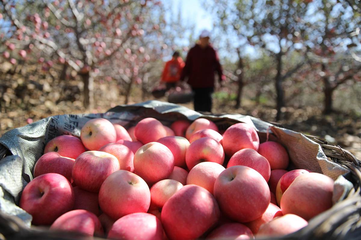 延安宜川苹果 朋友圈 推广