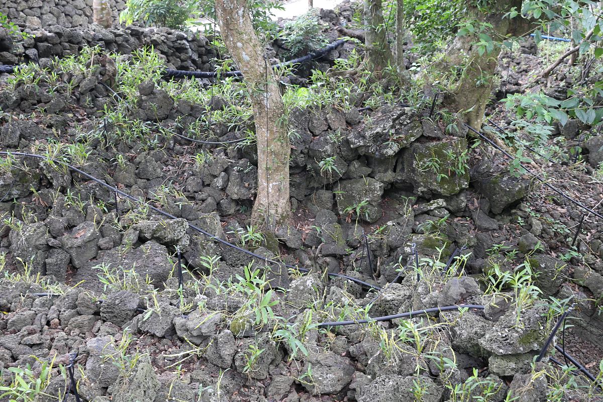 2017年12月5日,在海口市秀英区施茶村石斛种植园,农户在精心护养石斛.
