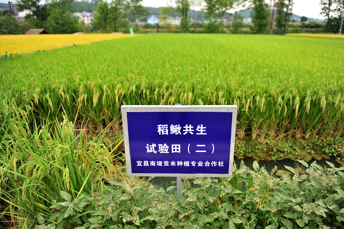 论述横山县水稻常见病虫害防治工作中应该加强水稻病虫害防治体系建设不少于500字。