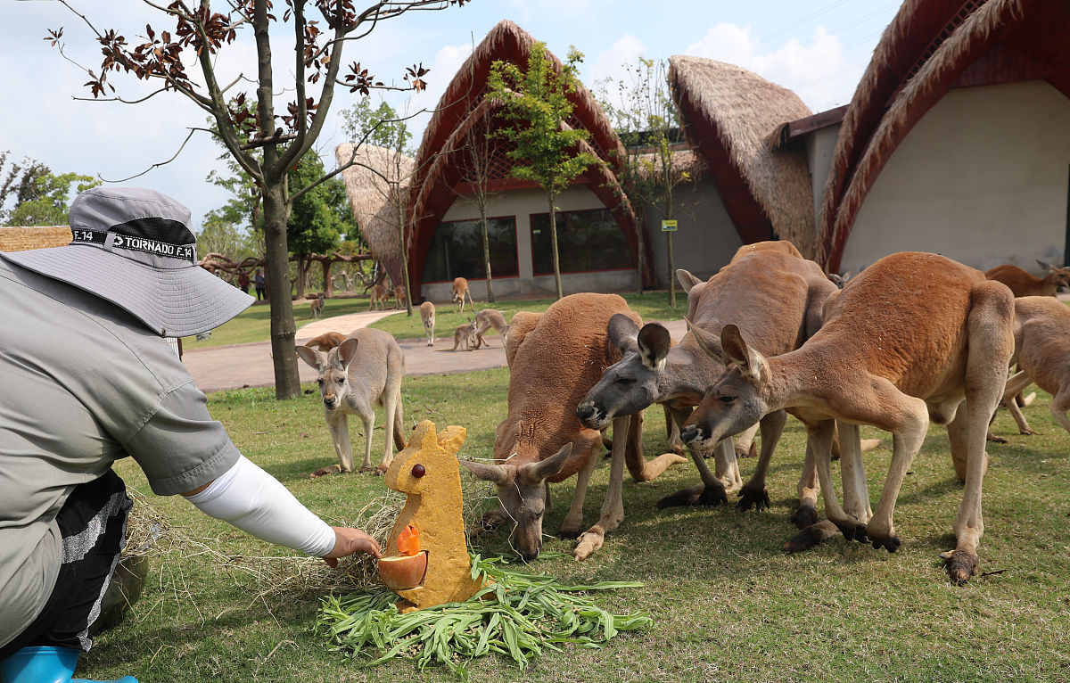 西溪探秘：访友之旅，感受自然之美