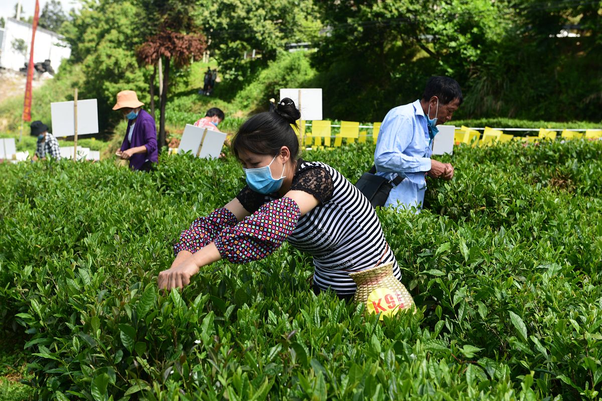 平坝区中等职业学校2022年茶叶生产与加工专业招生简章