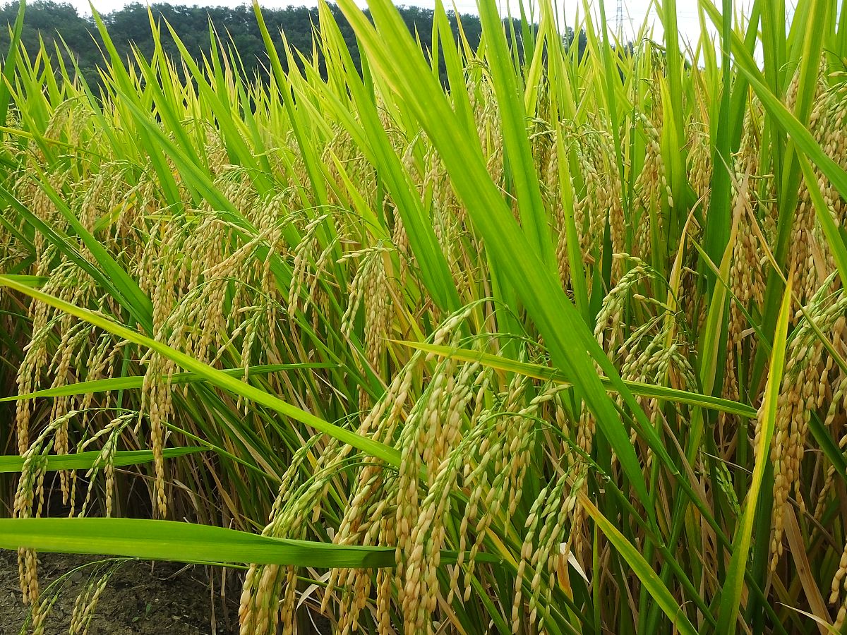 长江上游中籼迟熟食味品尝活动: 探索中籼迟熟稻品种的多样风味