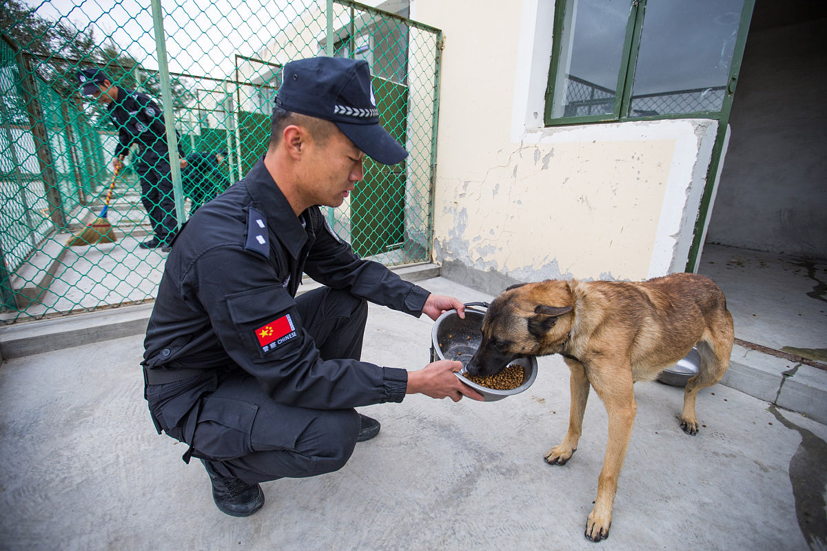 收养的流浪狗和三只小奶狗邻居投诉扰民请问警察或者打狗队有权力强行闯入居民家中带走狗狗吗？而不用得到法院的许可？有这种规定吗？