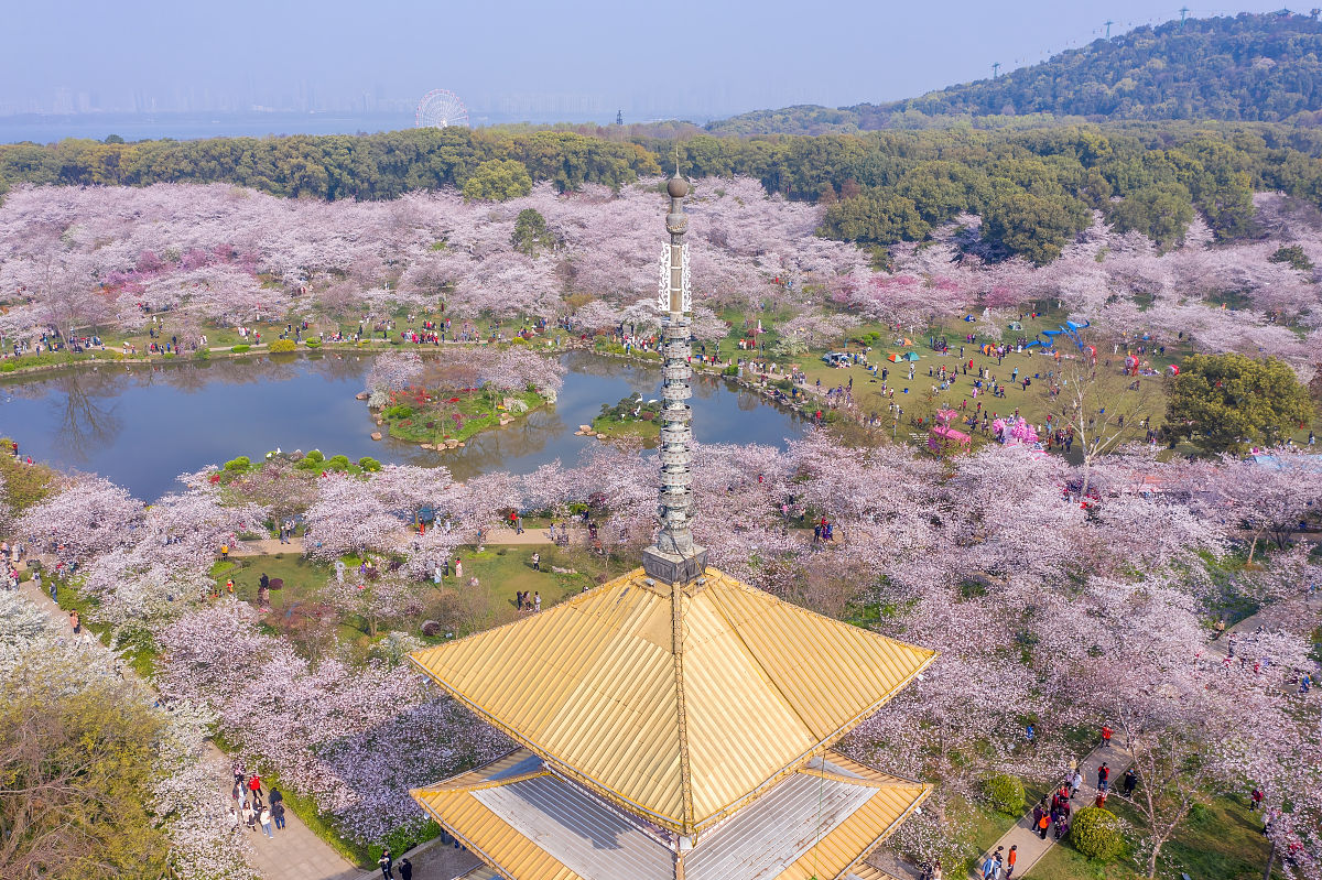 襄阳花期景点推荐：樱花、桃花、牡丹，赏花最佳去处！