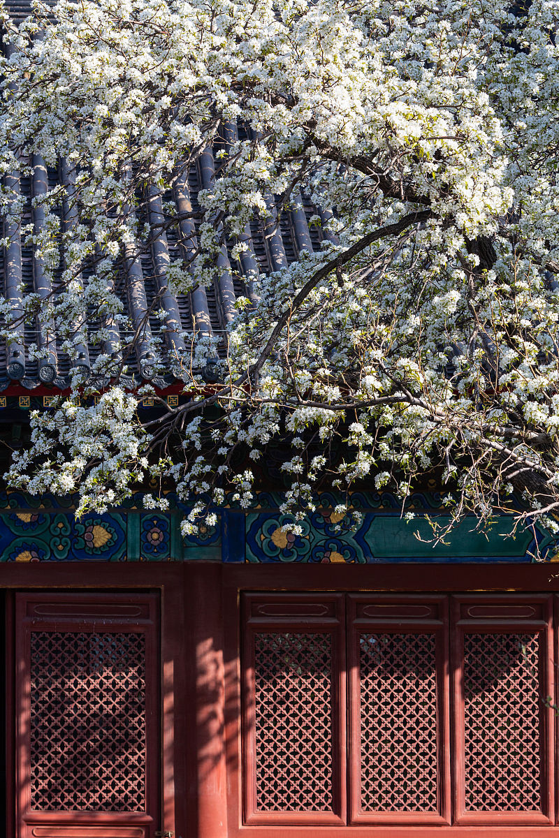 2019年3月24日,北京东城区禄米仓的智化寺的梨花和丁香.