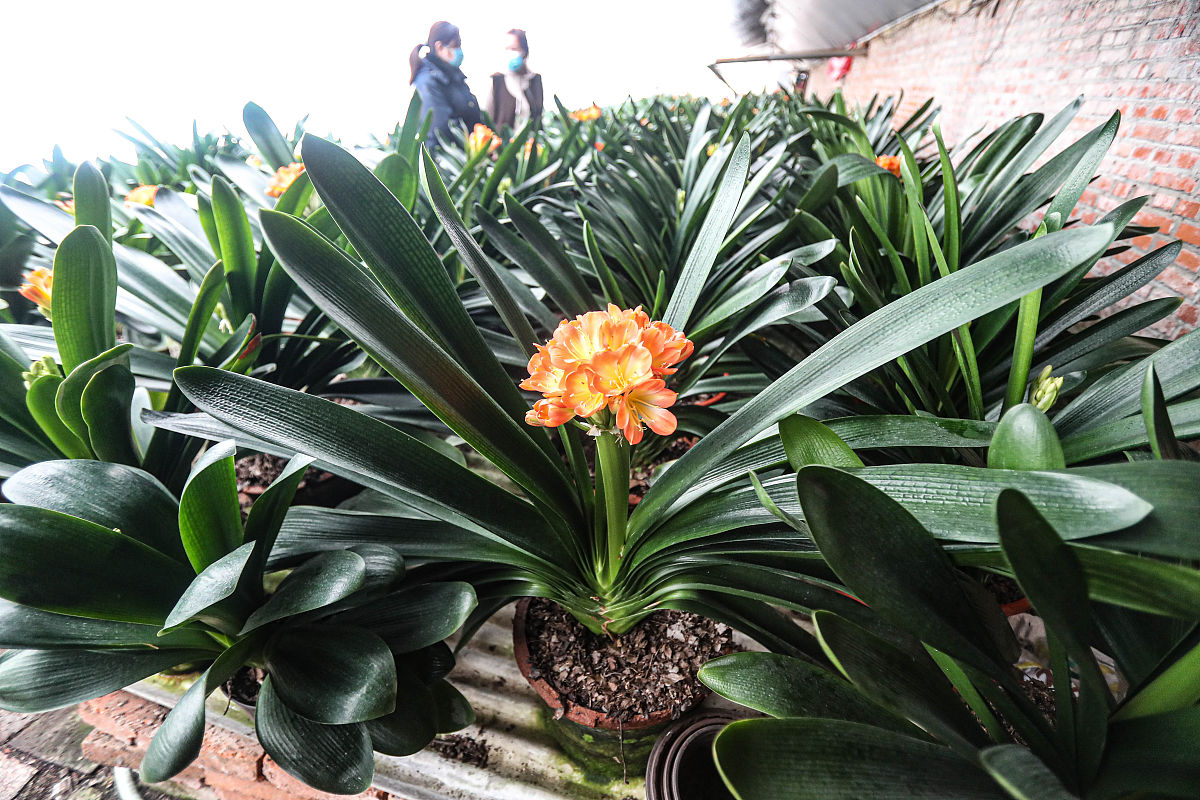 君子兰：观赏植物，净化空气，招财辟邪