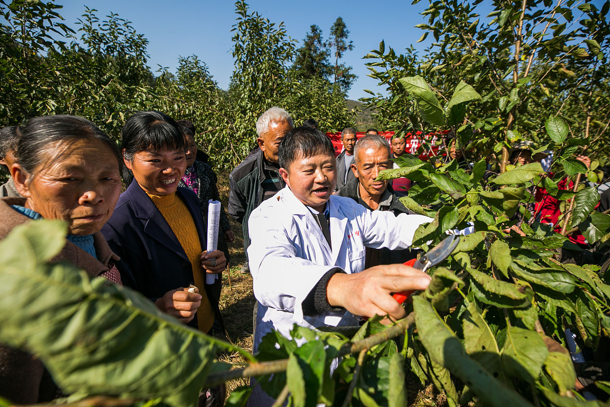 农民核桃种植技术培训：提升果树管理水平