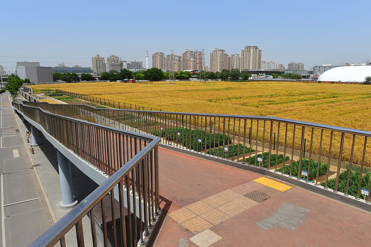 2020年6月3日,北京,北三环联想桥南的中国农业科学院试验田一片金黄,