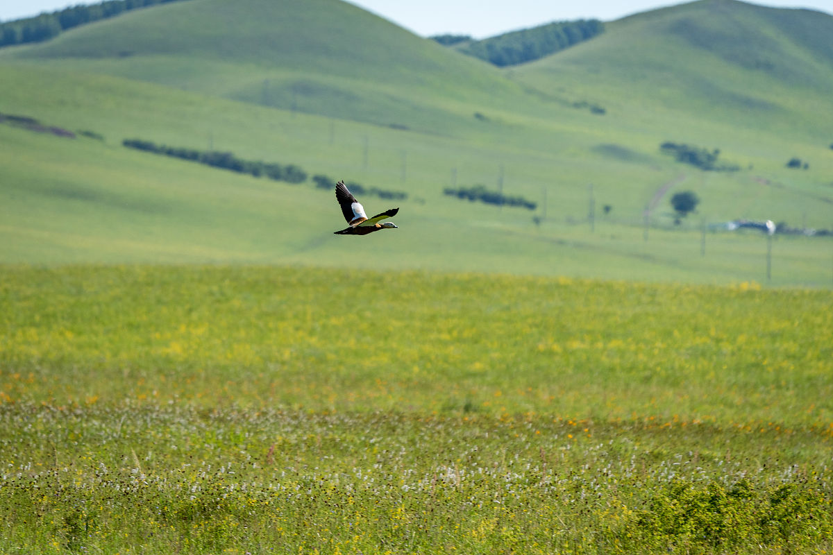 自由飞翔的草原鸟儿：感受大自然的美妙与神奇
