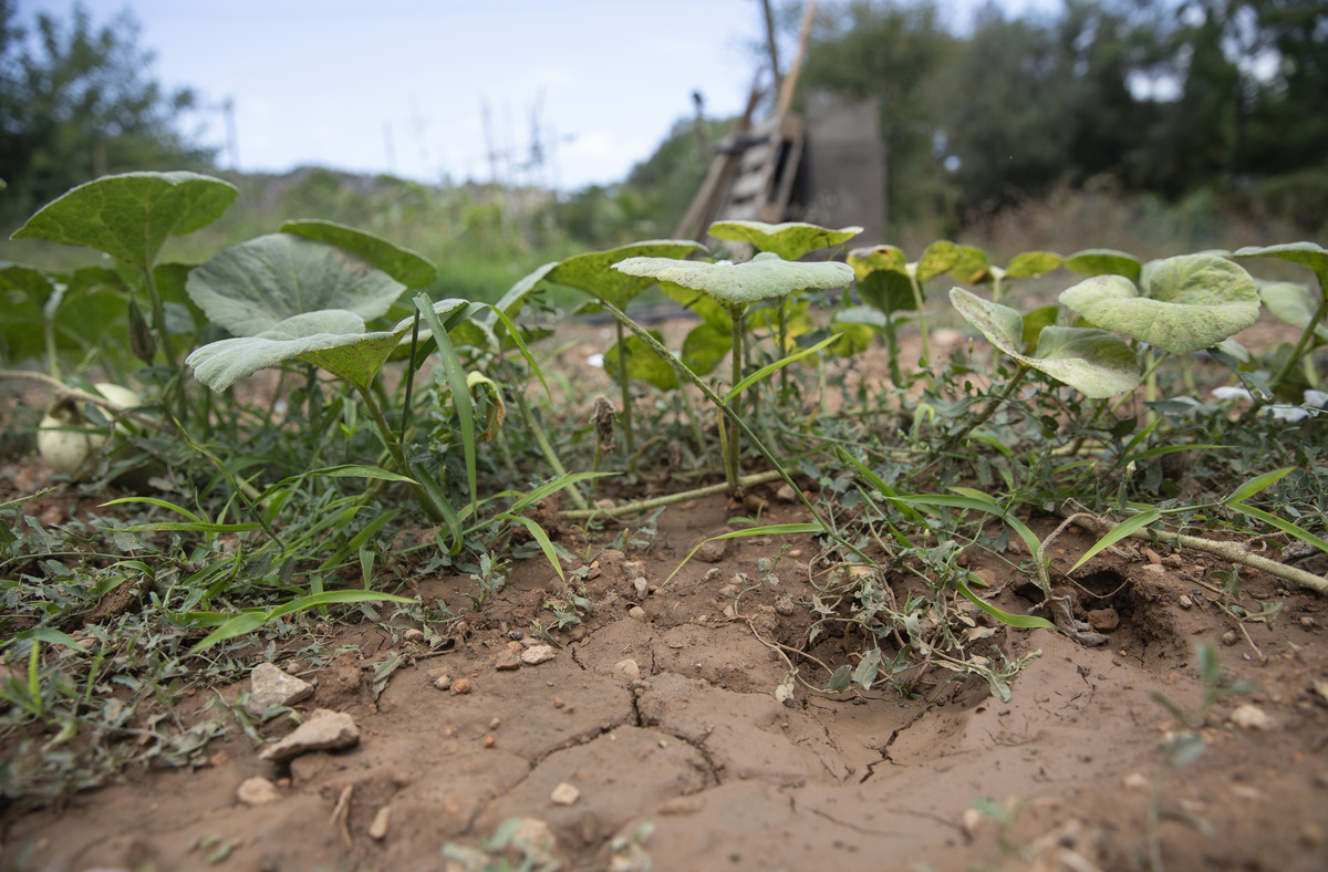 新填沙土地种西瓜长势慢的原因及解决方法