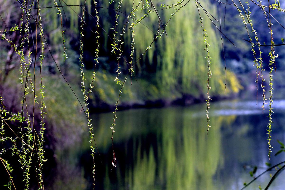 做一首俳句 描述扬州春天的风景
