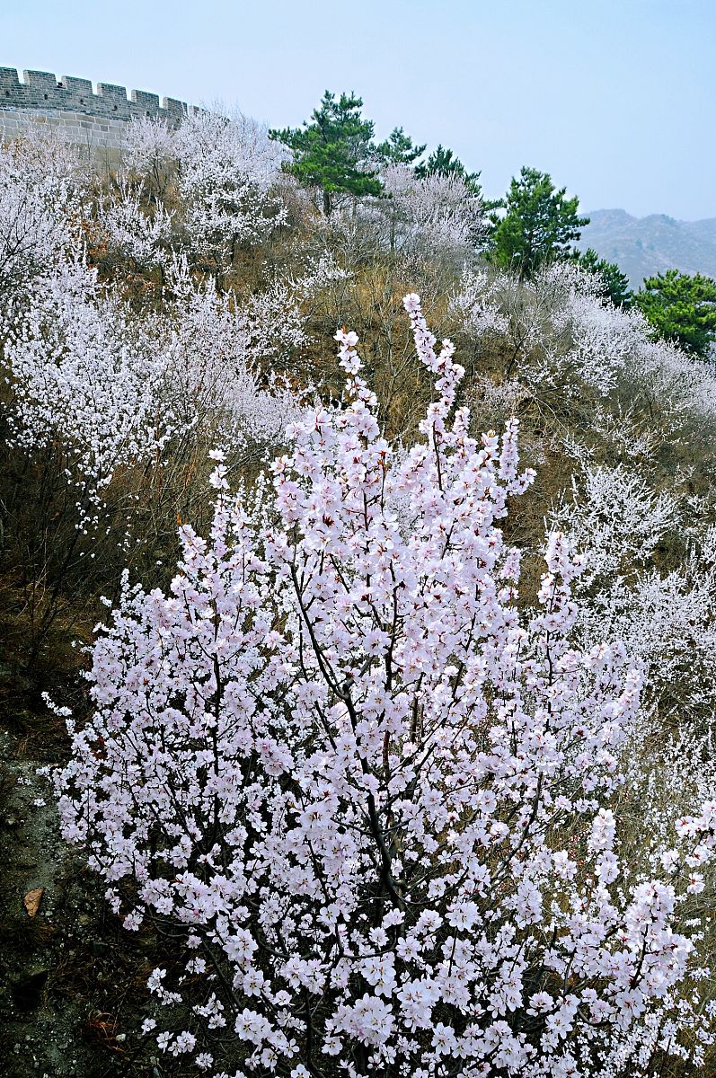 2018年3月31日,登上黄花城水长城,举目远望,漫山遍野的山桃花,将长城