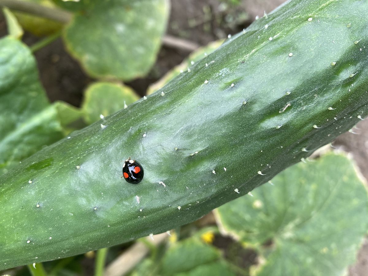 黄瓜里面为什么有白色的虫
