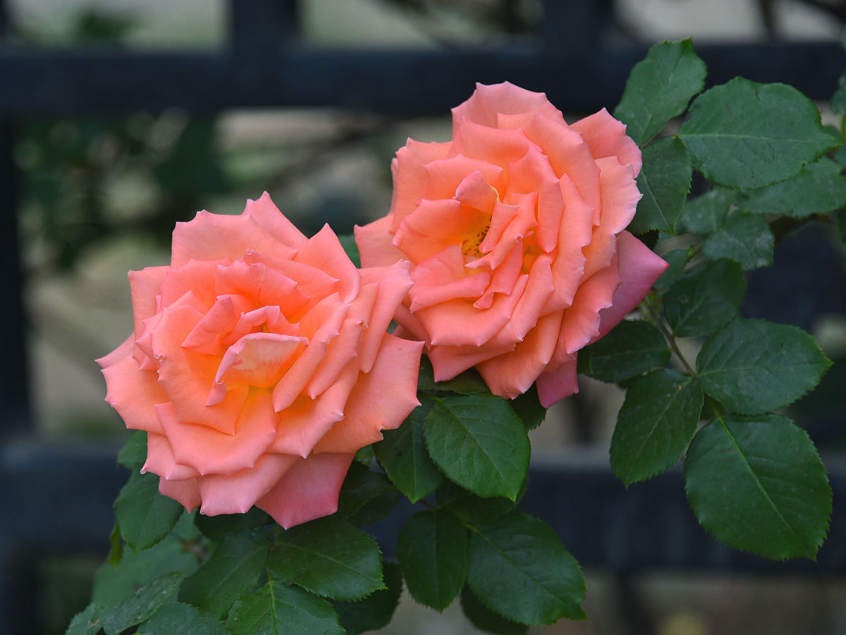 无刺月季的品种有