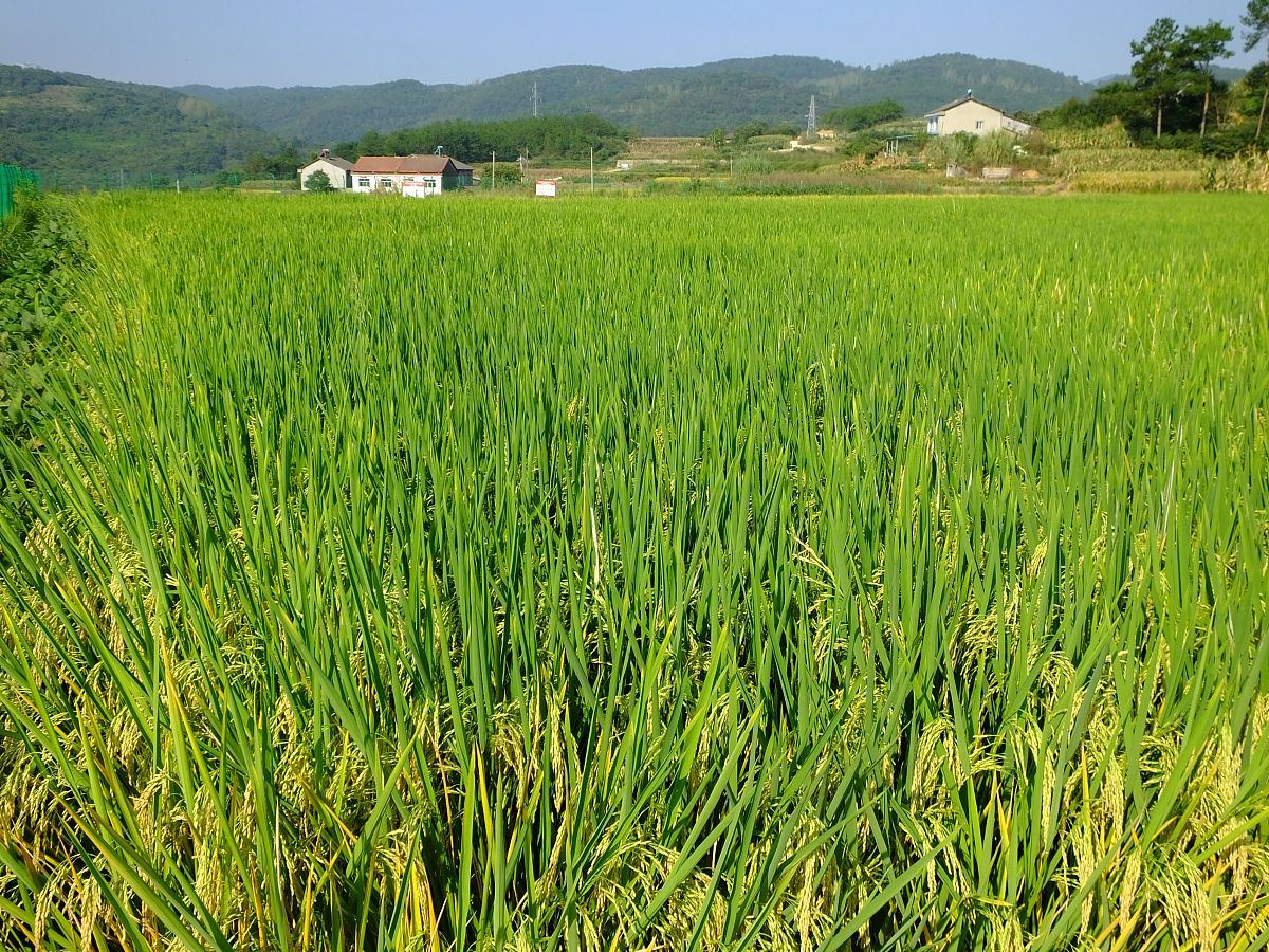 你好您好！有什么可以帮到您呢？将这些关键点和结论扩写成文字：关键点：突破性亲本的选育是育成突破性新组合的关键之一；恢复系等亲本材料的选育、鉴定进程持续提速；突破性恢复系的选育和应用是提高杂交水稻产量及抗性的重要方面。 结论：恢复系的改良很大程度上促进了杂交水稻品种的更替和发展并且对于水稻生产上对杂交稻品种的产量、品质以及抗逆性的要求愈来愈高突破性恢复系的选育和应用是杂交水稻品种的更替和发展的重要动