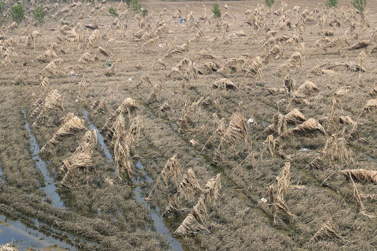 中国黄淮地区冬小麦春霜风险及产量影响