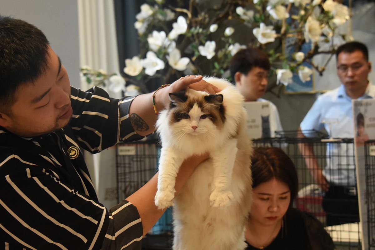 猫咪走失了怎么办？找回宠物的实用建议