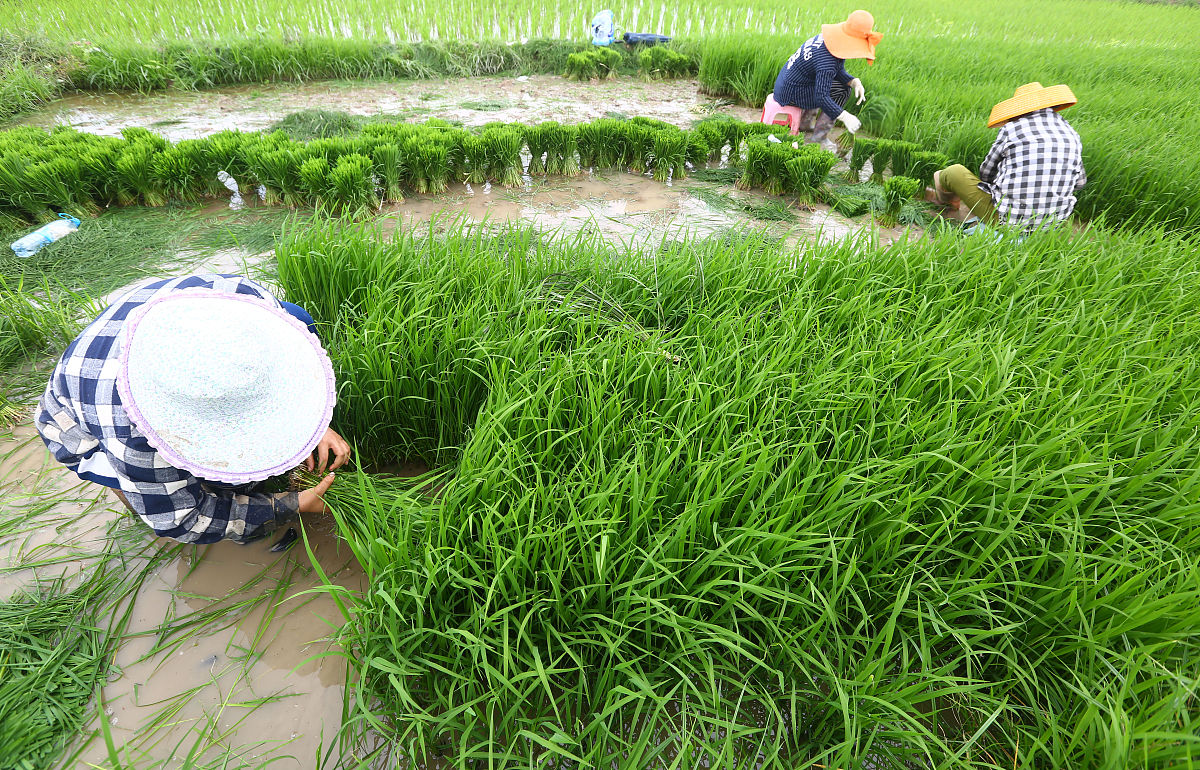 水稻插秧方法与技巧：最佳季节和步骤详解