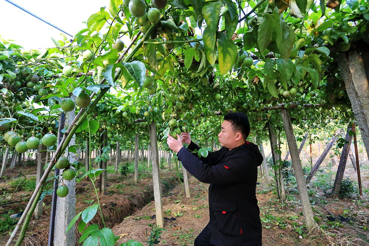 百香果助农主要技术壁垒 300字