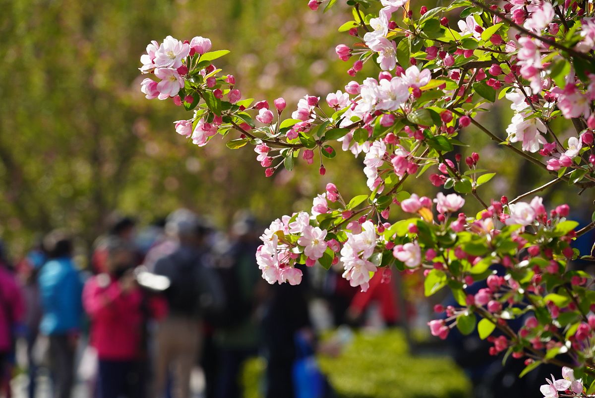 清明假期通知：春光正好，邀您共赏美好