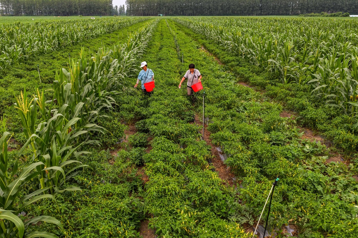 农学生产实习总结玉米甘蔗管理