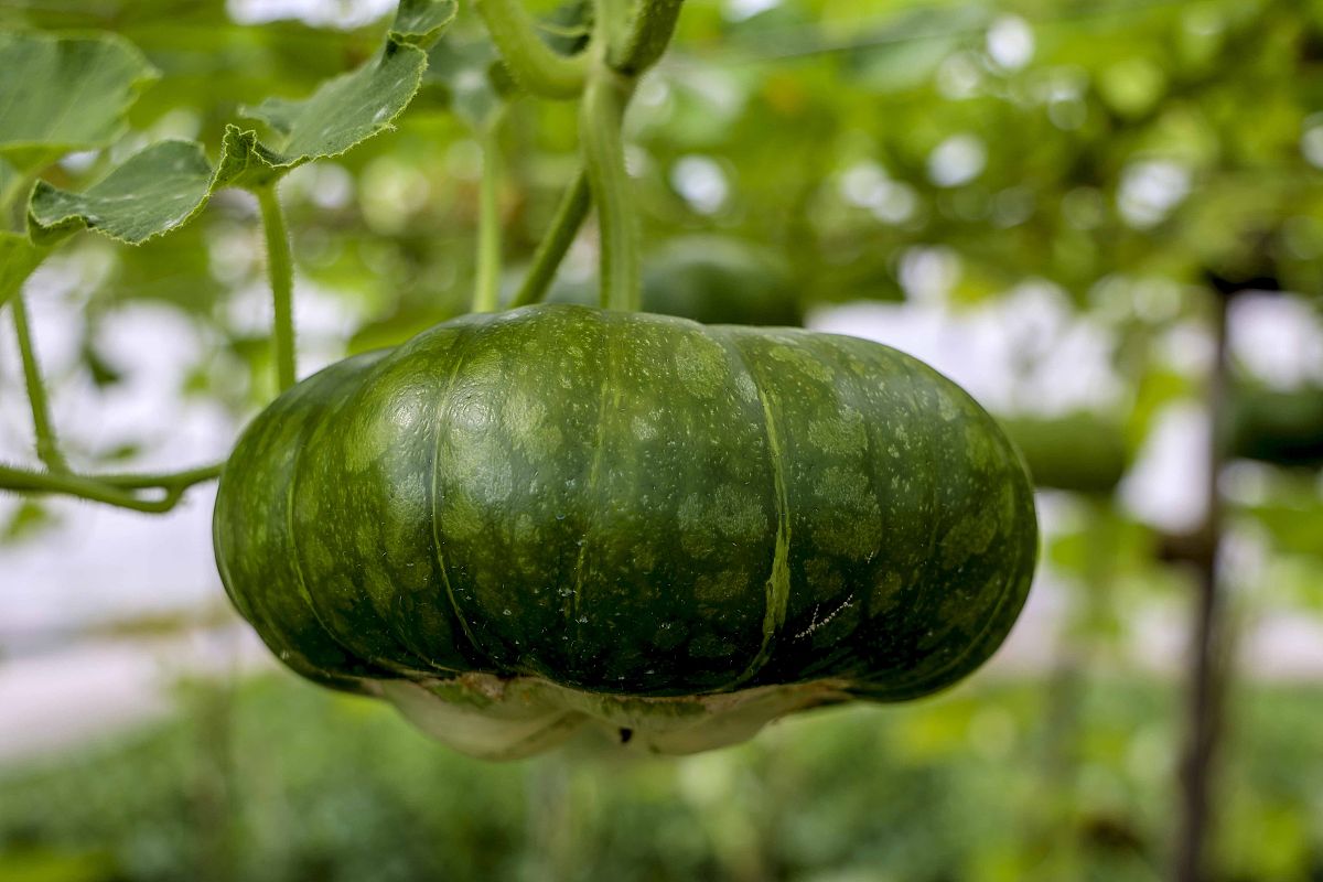 甘肃有什么中专中职学校的现代农艺技术专业好