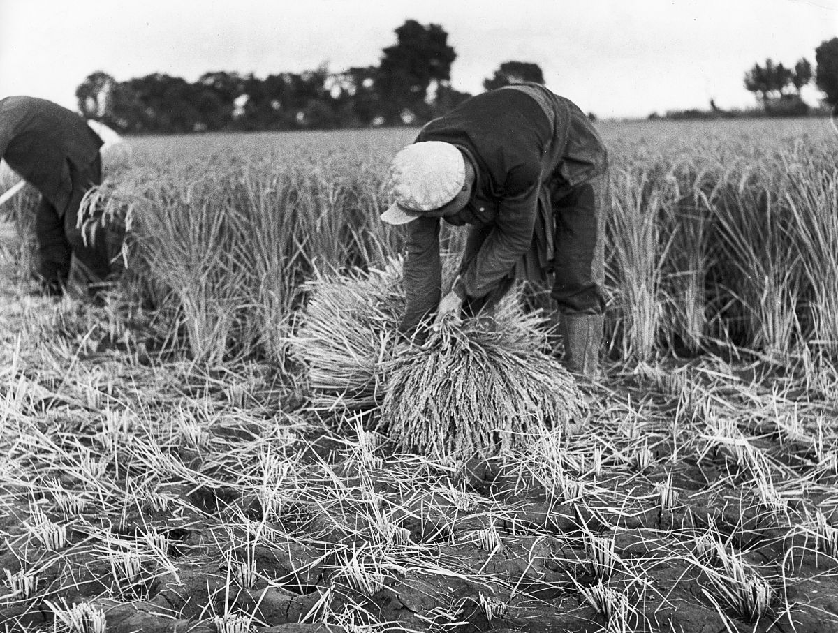 锄禾是哪一年改的悯农