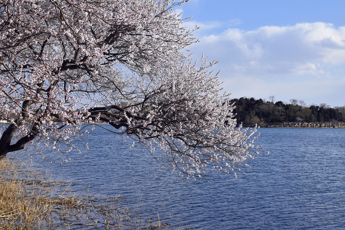 2019年3月14日,北京,颐和园西堤桃花盛开迎来最佳观赏期,蔚蓝湖水映西