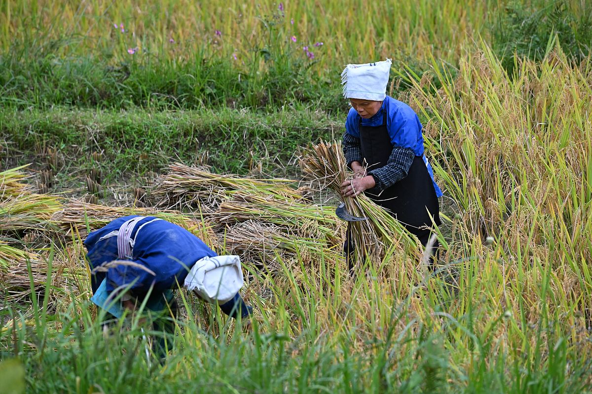 捡麦穗小女孩和灶糖老头的故事读后感