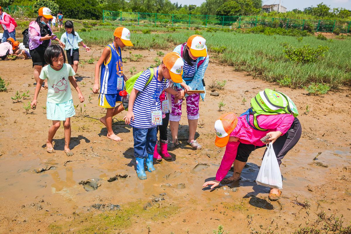 古筝演奏《萱草花》：草原之美，生命之爱