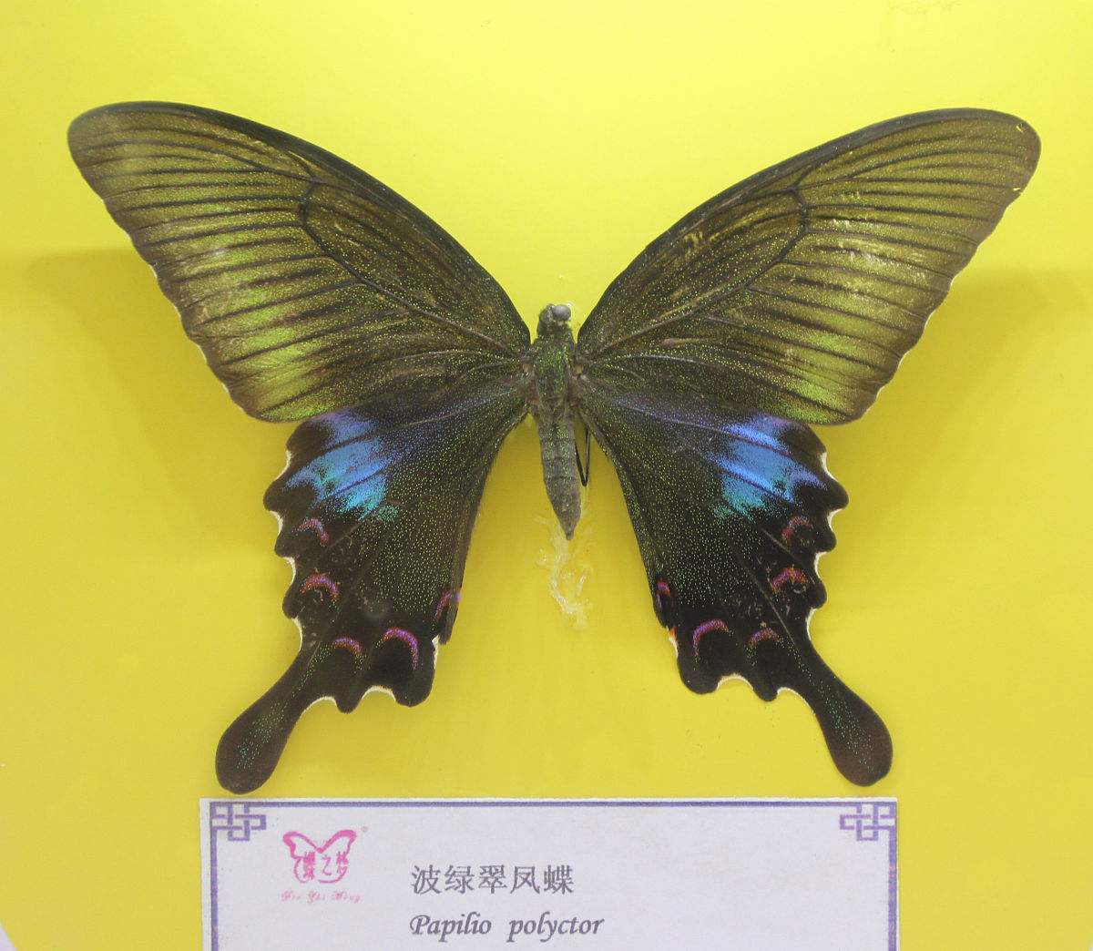 蝴蝶比为什么是极品