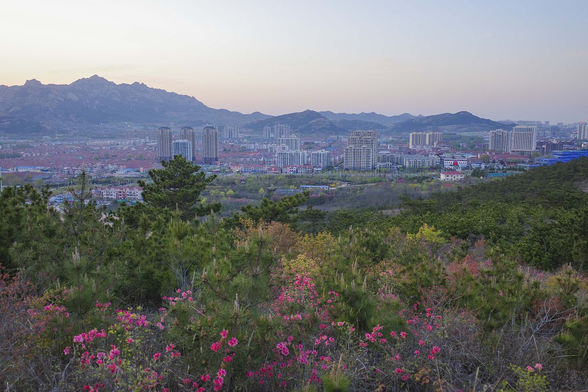 2020年4月22日,青岛西海岸新区横山头,杜鹃花开得绚丽多姿.