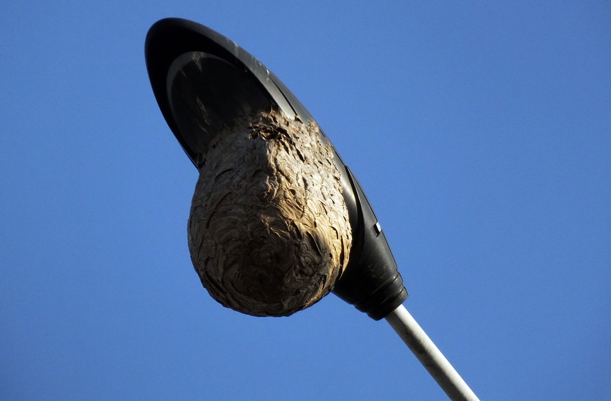 旅游小程序供应商对比：携程、去哪儿、马蜂窝、拼多多、景鸿