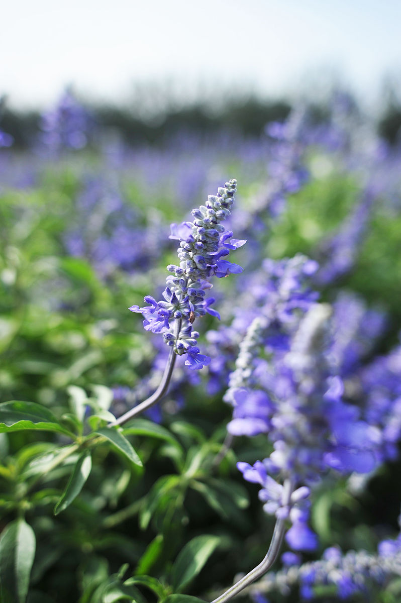 重庆工贸职业技术学院园艺技术专业招生