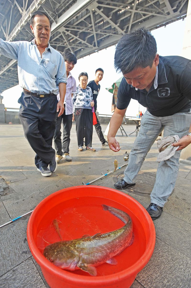 大刺鳅：美味鱼类，亟待人工养殖保护