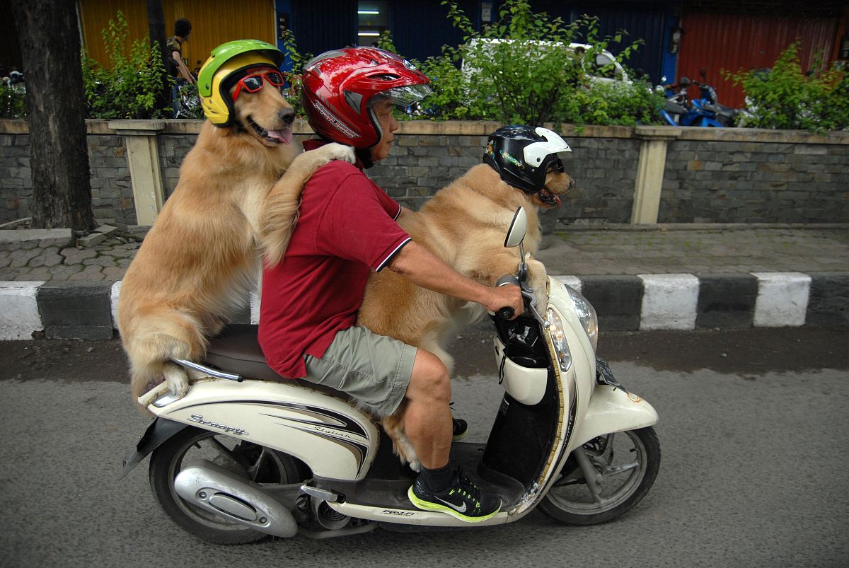 狗开摩托车的文案