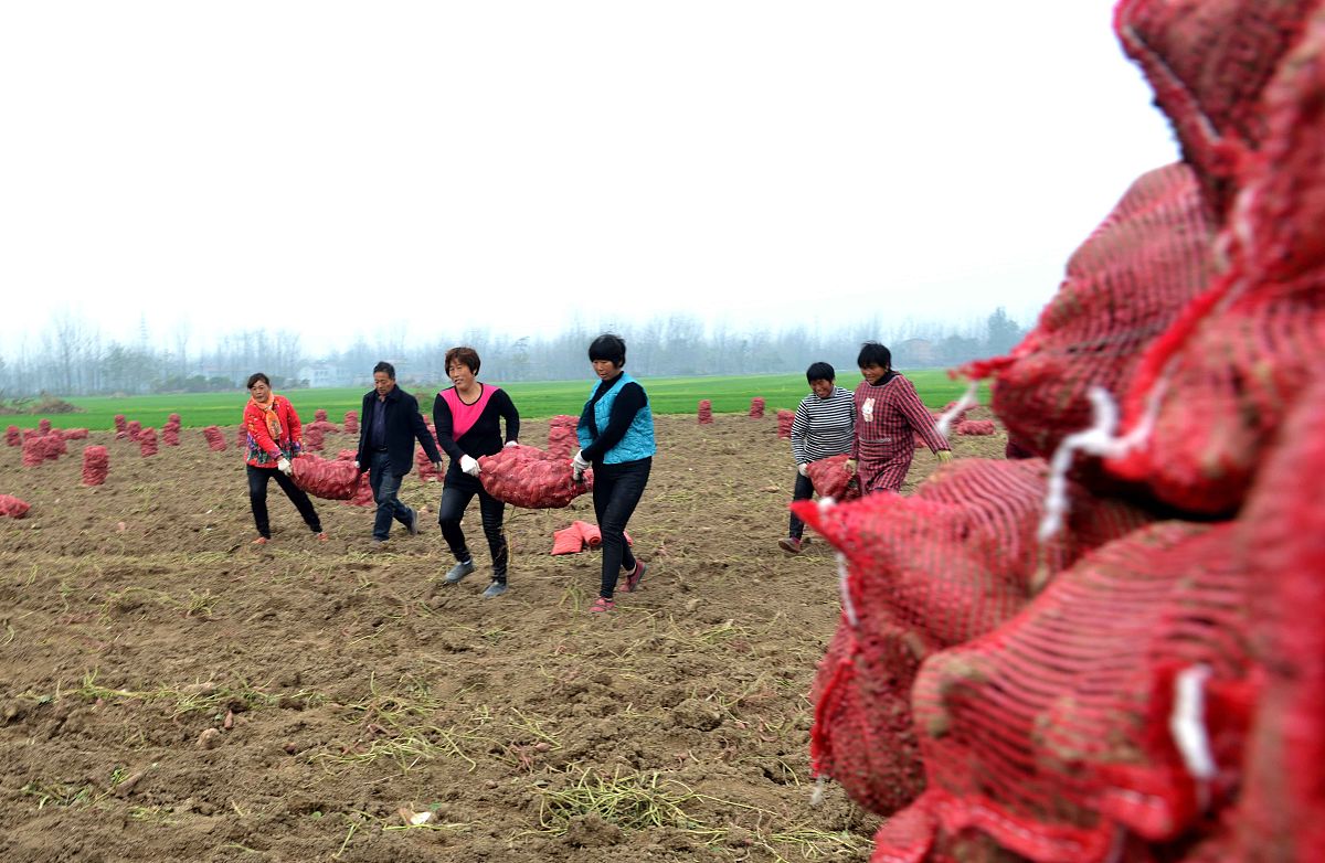 子洲县富发农业科技黄芪产品市场营销：购买者分析