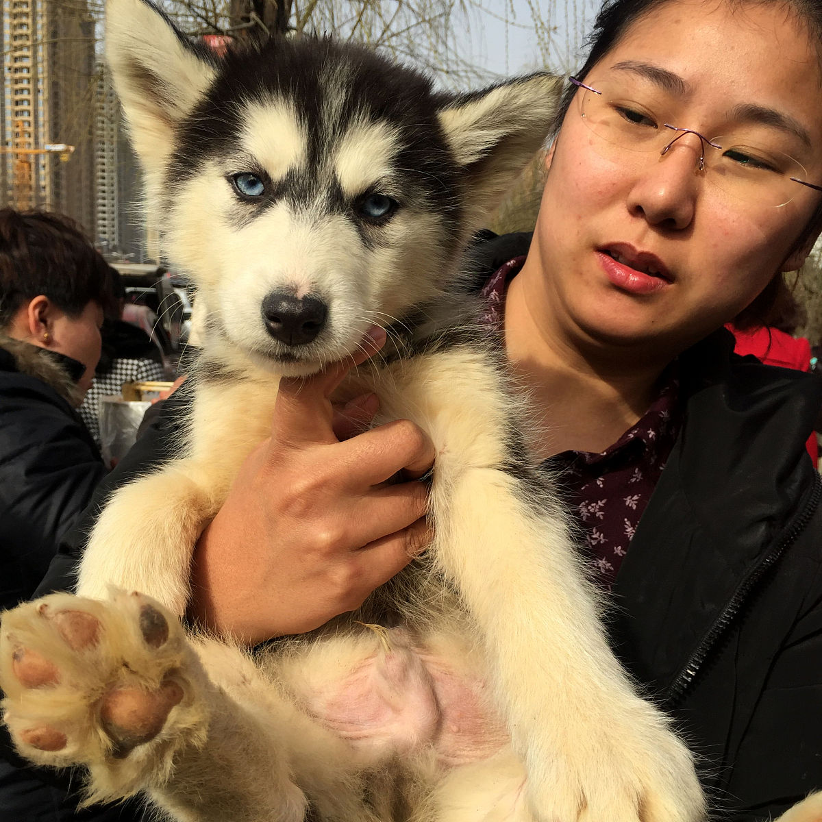 哈士奇莉洛和小猫罗茜的故事