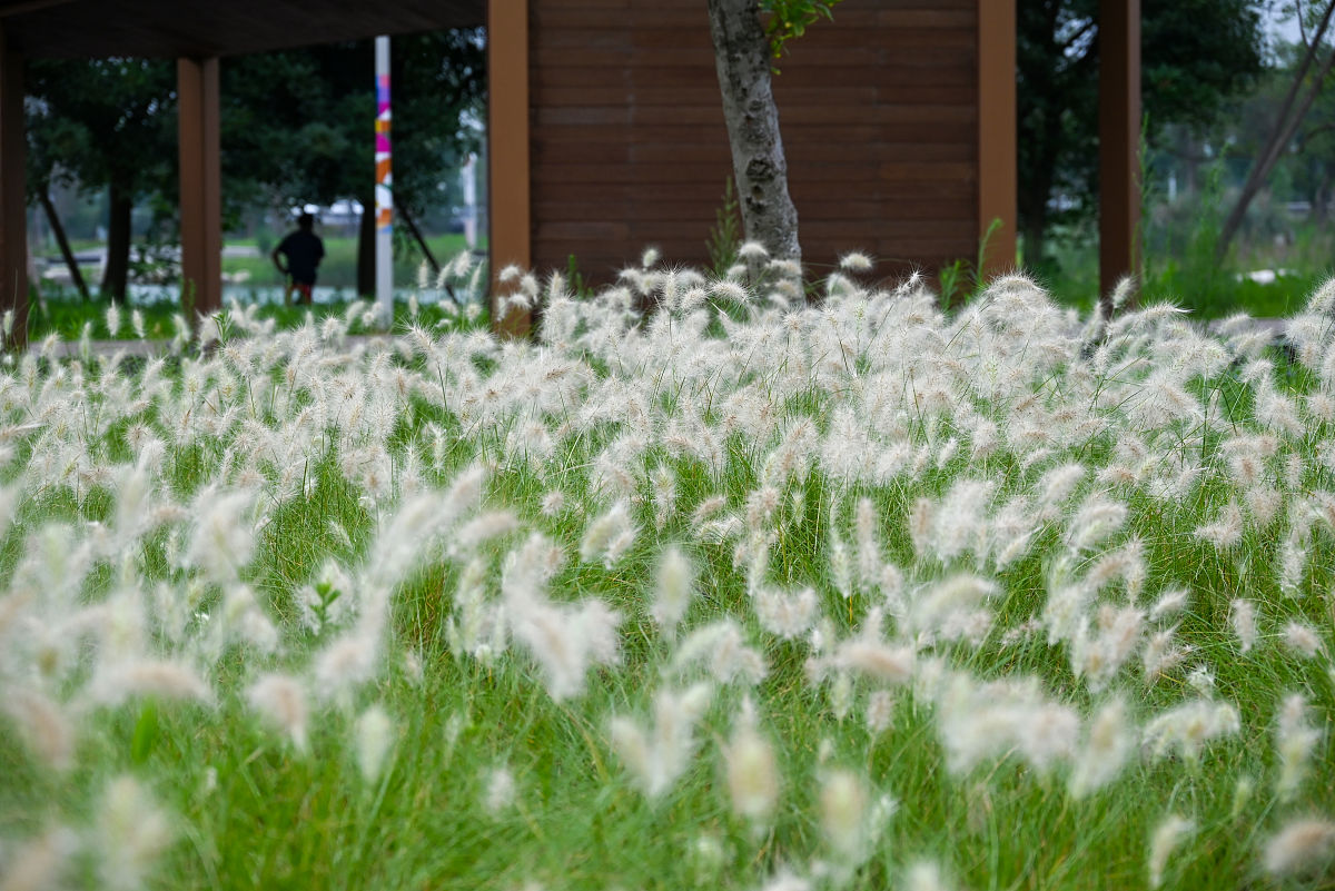 2021年7月5日,成都,江家艺苑,成片的狼尾草.(如需下载使用,请务必署名
