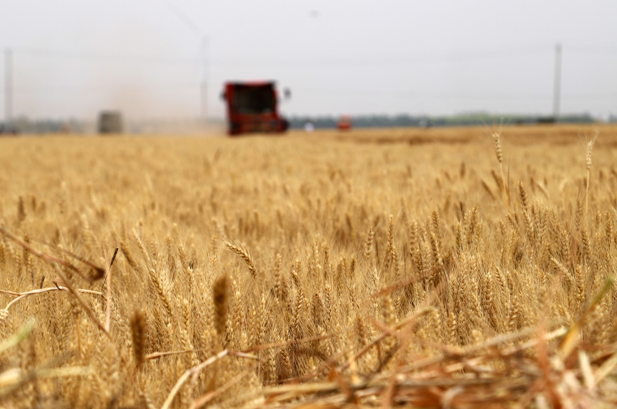 冬小麦是什么时候收的？