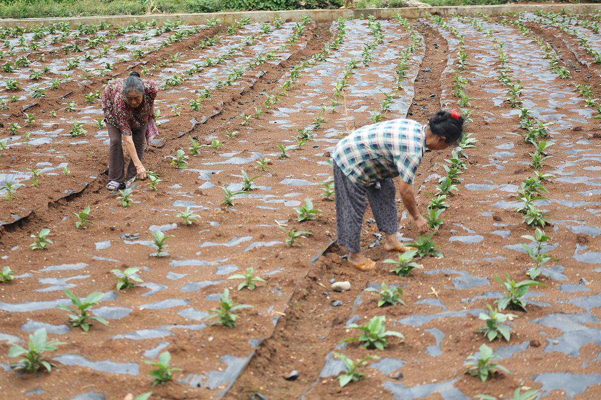 五指毛桃：美味水果，营养丰富