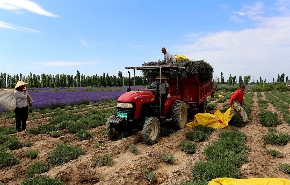 张舜民《村居》诗歌赏析：田园美景与生活场景