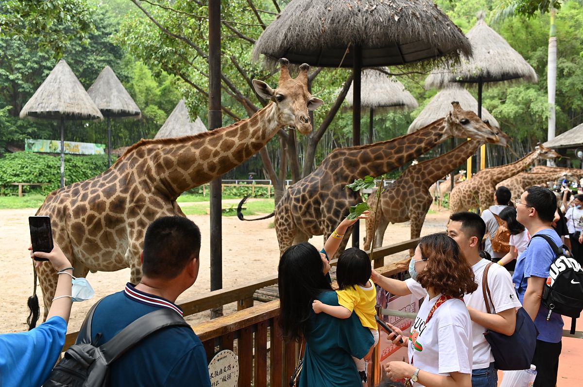 小学生作文暑期到广东长隆野生动物园游玩八百字左右