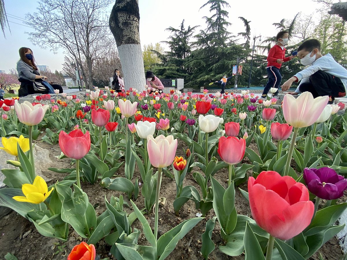 以五年级学生的口吻描写雨后汤湖公园的春天的作文 主要描述樱花和郁金香，要求可以得作文比赛一等奖