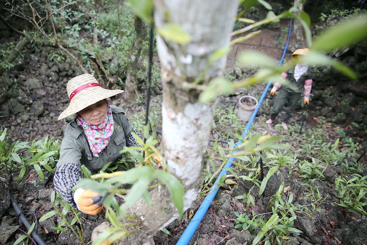 2017年12月5日,在海口市秀英区施茶村石斛种植园,农户在精心护养石斛.