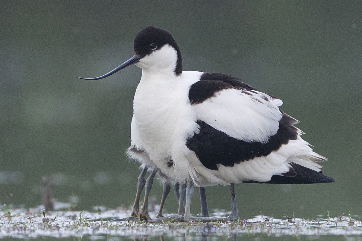 小鸟换羽毛：有趣的发现