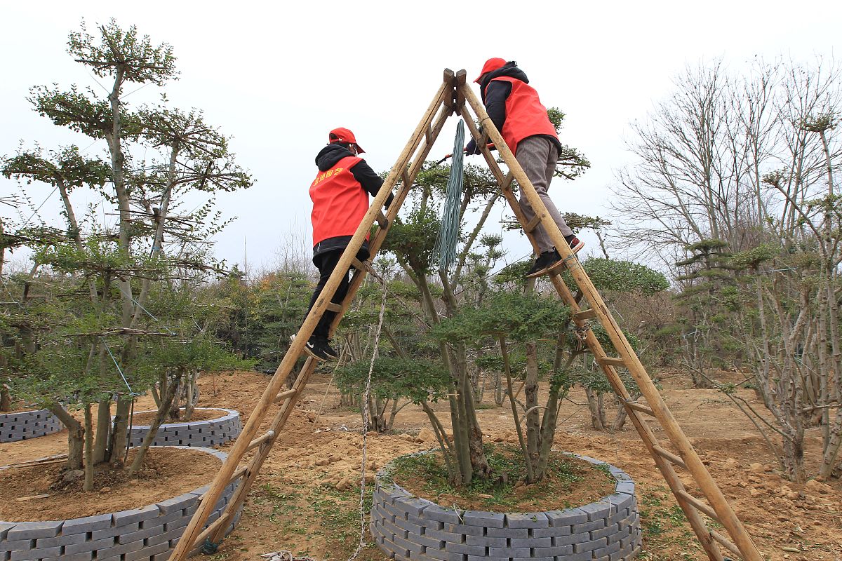 写一篇高大乔木修剪的实施方案包含成本测算