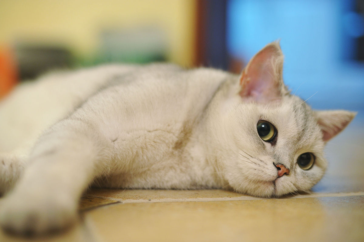 贵州省畜牧兽医学校宠物养护与驯导专业设有哪些主要课程